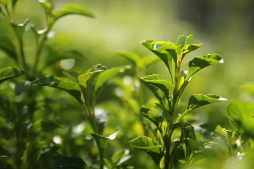 How to Grow Green Tea