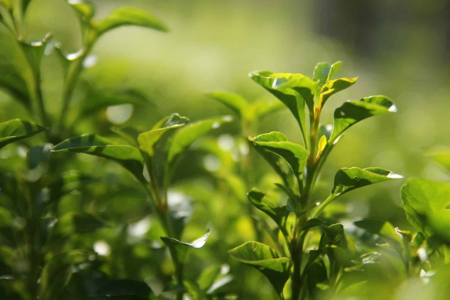 how-to-grow-green-tea-my-green-feasts