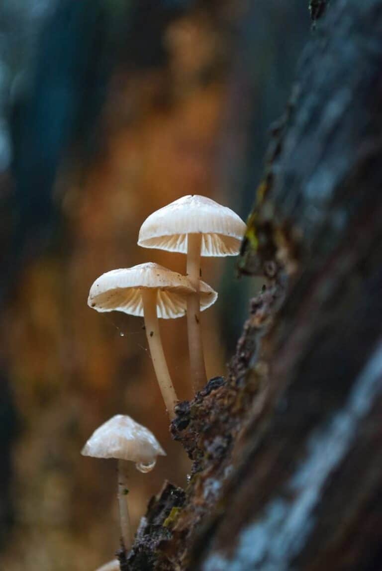 Are Mushrooms Acidic