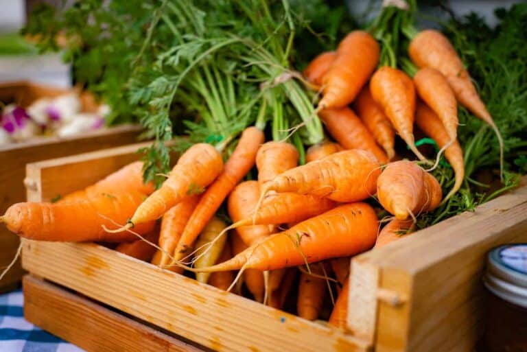 Are Carrots Legumes