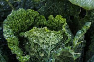 green leaf plant in close up photography, kale