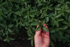 growing your own organic herbs