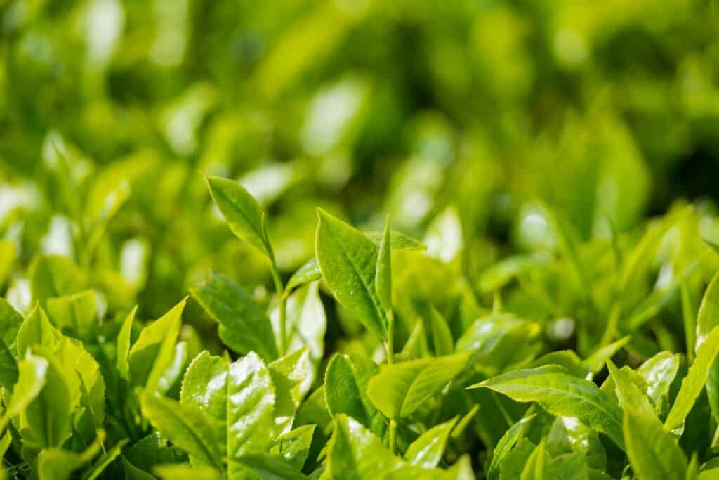green tea plant