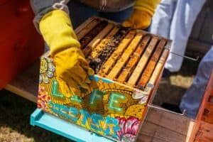 local honey and beekeeping