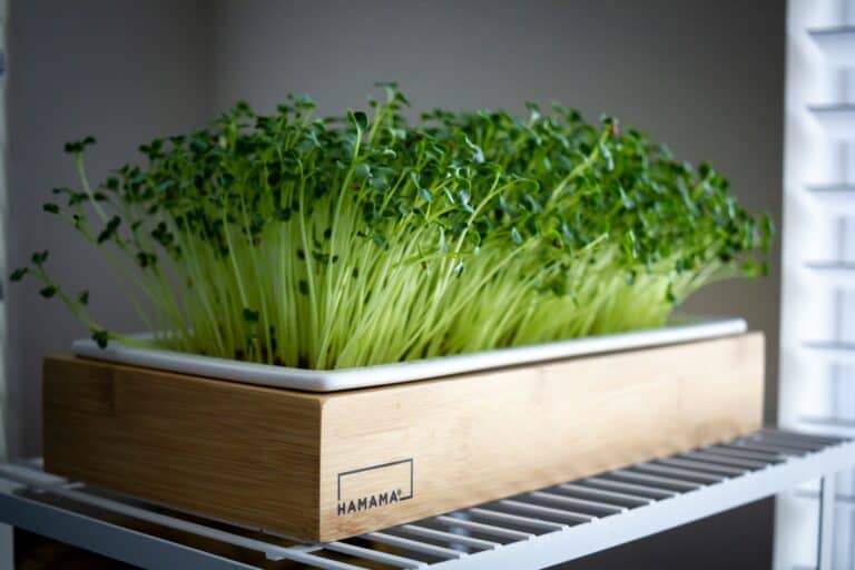 benefits of eating microgreens