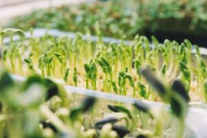 microgreens
