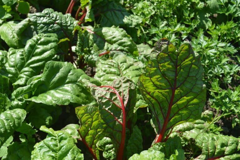 what are the healthiest dark leafy greens