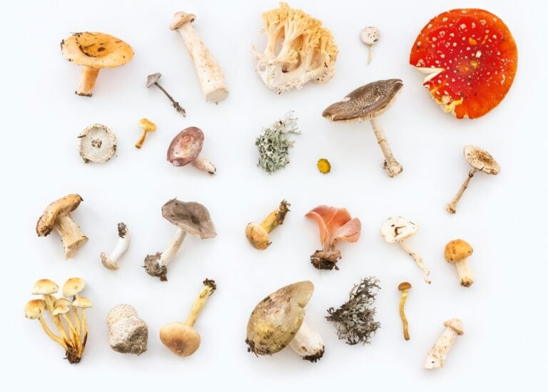 why are mushrooms important for vegetarians