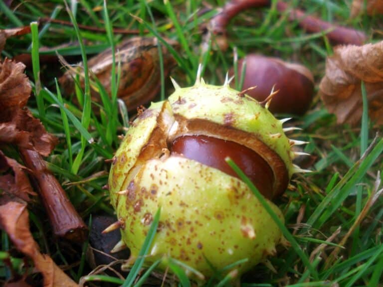 how to prepare chestnuts for eating